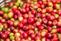 Fresh Arabica coffee berries in basket. Organic coffee farm on B Royalty Free Stock Photo